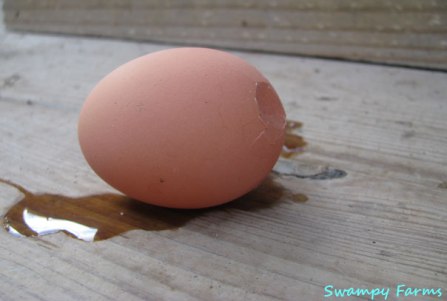dropped-egg