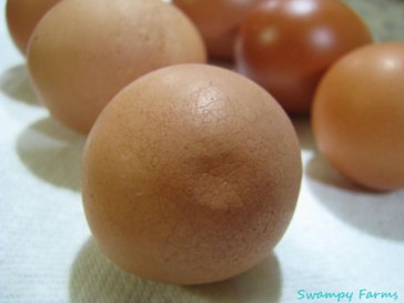 soft-shell-egg