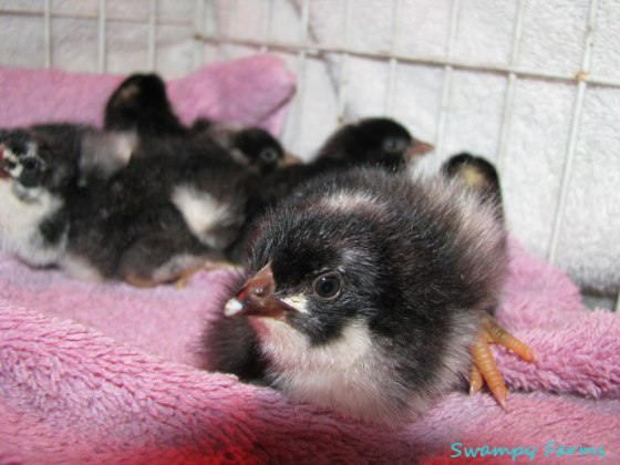 baby-chicks-2