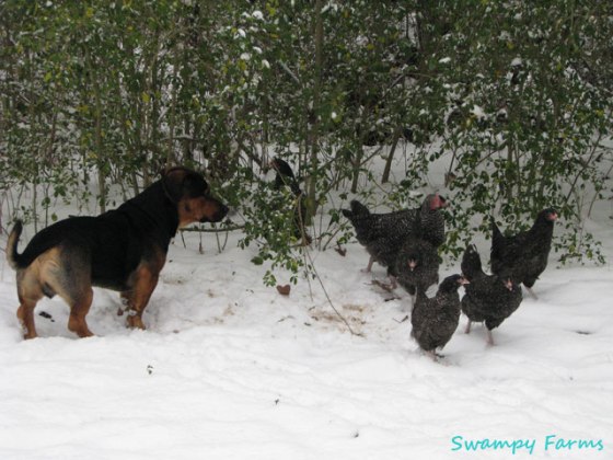chicks-in-the-snow